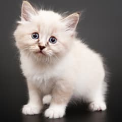 Going Viral - viral content creation